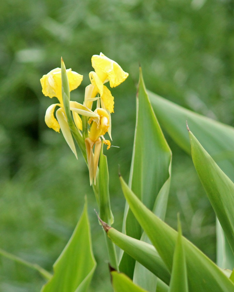 golden_canna2